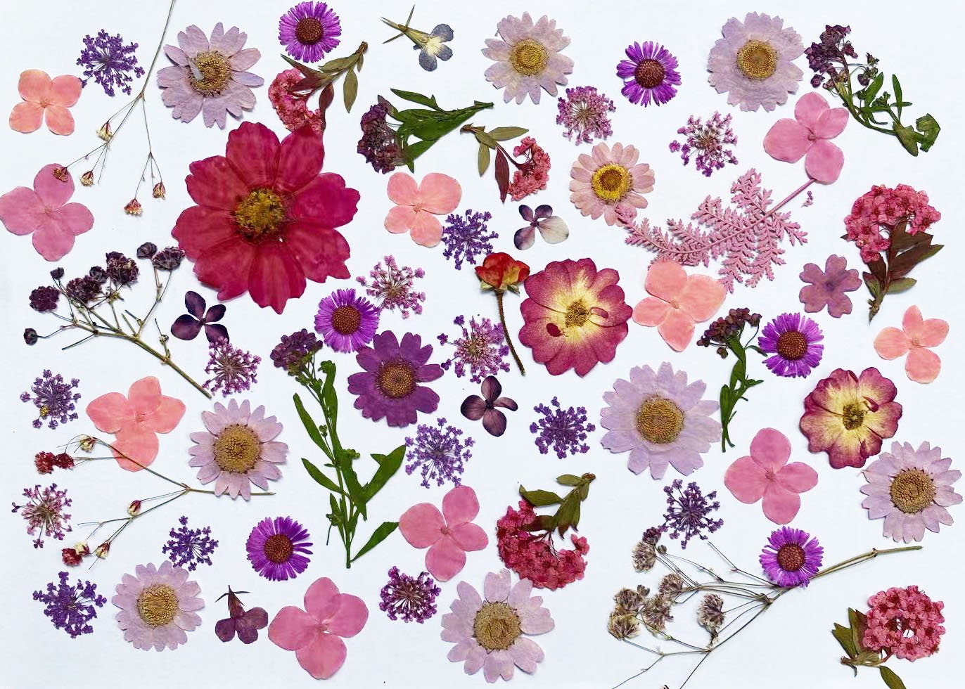 Pressed Flowers,  Delightfully Purple, Purple Collection