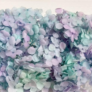 Könnte beinhalten: Nahaufnahme eines Clusters von pastellfarbenen Hortensienblüten. Die Blütenblätter zeigen einen Farbverlauf aus sanften Farbtönen, darunter Hellblau, Lavendel und Mintgrün. Das zarte Blumenarrangement ist vor einem schlichten weißen Hintergrund platziert.