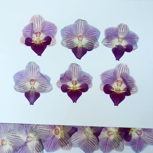 Purple Pressed flowers,Pressed flowers,2 pcs butterfly orchid,Pressed Flat Dried Flowers Preserved Wildflower（4-5cm),Dried flower