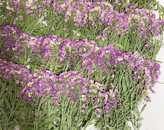 Pressed Sweet Alyssum Flowers: Dried Purple Red Stems (12 pcs)