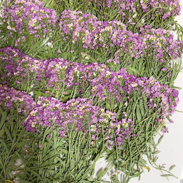 Pressed flowers,sweet alyssum Dried Flower,Pressed sweet alyssum Flat Natural Preserved Pressed Dry purple red Flower Stems 12 pcs/Pack