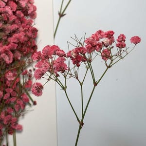 May include: Close-up of pink dried baby's breath flowers. The delicate blooms are clustered on thin, green stems. The flowers are a vibrant pink hue, with some fading to a lighter shade. The background is a plain white, highlighting the flowers' texture and color.