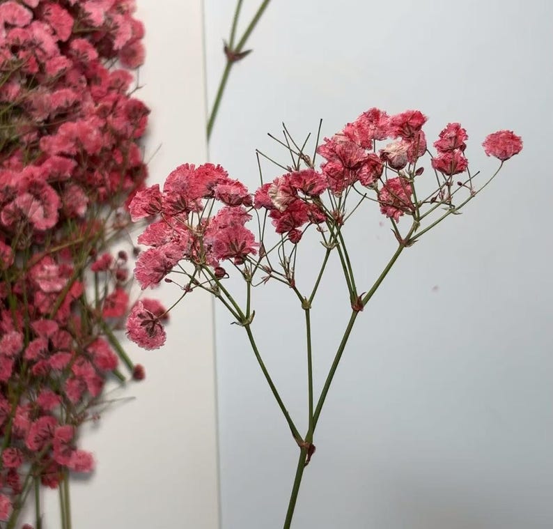 May include: Close-up of pink dried baby's breath flowers. The delicate blooms are clustered on thin, green stems. The flowers are a vibrant pink hue, with some fading to a lighter shade. The background is a plain white, highlighting the flowers' texture and color.