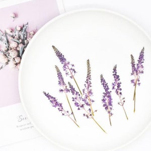 Pressed flowers,purple Pressed Flowers 6 pcs/Pack,purple Flowers,purple Dried Flowers,Dried Flower Stems Dry Scilla scilloides Flowers