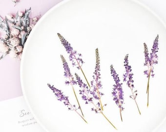 Purple Dried Scilla Flowers - Pressed Flower Stems 6pcs