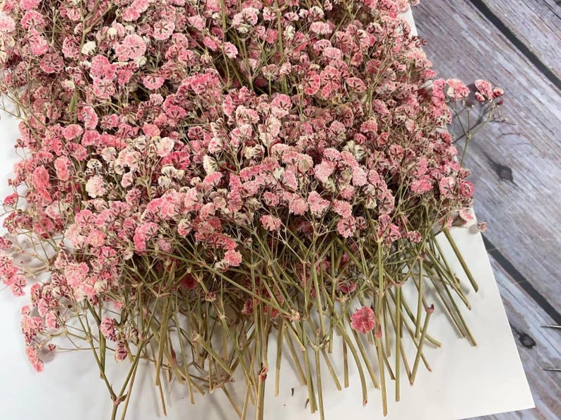 May include: A close-up of a bundle of dried baby's breath flowers. The flowers are a soft pink color with delicate, small blooms. The stems are a light brown color, and the flowers are arranged on a white surface.