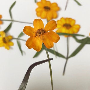 Op de afbeelding: Een verzameling gedroogde gele bloemen met delicate bloemblaadjes. De bloemen zijn gerangschikt op een wit oppervlak met een pincet dat een van de bloemen vasthoudt.