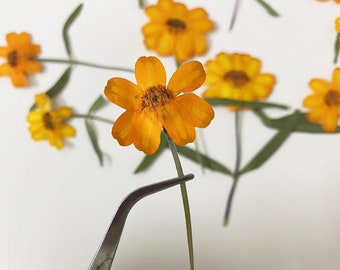 Pressed flowers,orange Pressed Flowers 8 pcs/Pack,orange Zinnia Flowers,orange Dried Flowers Stems,Pressed Flat Flowers