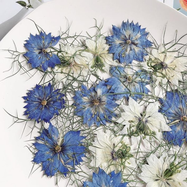 Pressed flowers,6 pcs Pressed flowers,blue white Pressed Flower,Nigella sativa Dried Flowers,Preserved Flowers