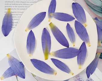 Pressed flowers,Dried Flowers,Nymphaea petal 6 pcs/Pack, Blue Pressed flowers,dry Flowers,Pressed Flat Dried Flowers,Dried Flowers