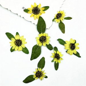 Pressed flowers,12 pcs Pressed flowers,Mini sunflower,Pressed Flat Dried Flowers Preserved Flat Wildflower,Pressed flowers