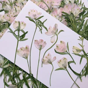Pressed flowers,Light Pink Pressed flowers,6 pcs/Pack,Pressed Pink Flowers Stems,Pressed dry Flowers,Dried Flowers