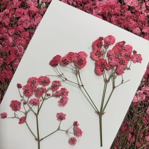 May include: Close-up of pink baby's breath flowers on a white background. The delicate flowers are arranged on thin stems, creating a visually appealing contrast. The image showcases the natural beauty of the flowers, with a soft, romantic aesthetic.