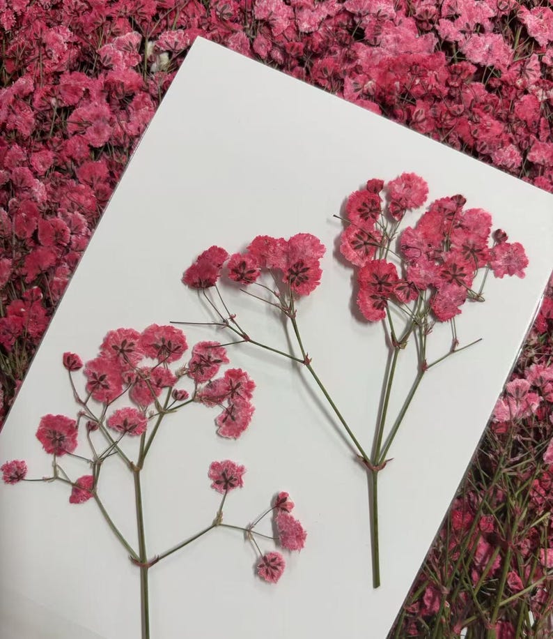 May include: Close-up of pink baby's breath flowers on a white background. The delicate flowers are arranged on thin stems, creating a visually appealing contrast. The image showcases the natural beauty of the flowers, with a soft, romantic aesthetic.