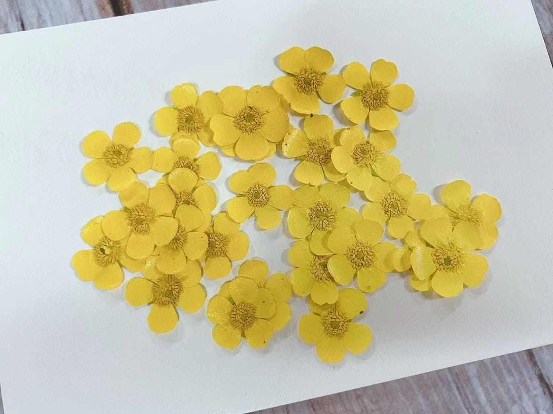 12pcs Yellow Pressed Flowers: Real Dried Flat Wildflowers - Etsy