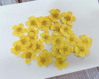 12 pcs/Pack, Pressed flowers,Yellow Real Pressed dry Flowers,Pressed Flat Dried Flowers Preserved Flat Wildflower