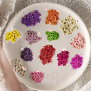 May include: Assortment of 13 dried flower clusters in various colours, including purple, orange, yellow, green, pink, and white. The flowers are arranged in a circle on a white plate.