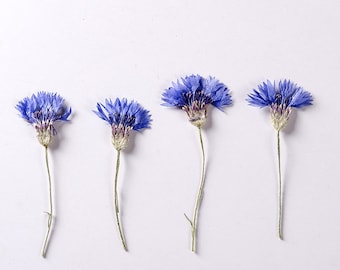 Pressed flowers,Dried flower,6 pcs/Pack,blue cornflower Pressed dry Flowers,Pressed Flat Dried Flowers Preserved Flat Wildflower