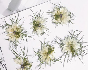 Pressed flowers, white blue Pressed flowers 6 pcs blue nigellas ,Pressed Flat Dried Flowers Preserved Flat Wildflower （2-4cm)
