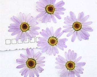 Pressed flowers,light purple Pressed flowers,8 pcs/Pack,purple chrysanthemum,Pressed Dried Flowers,Marguerite flower （3-5cm)
