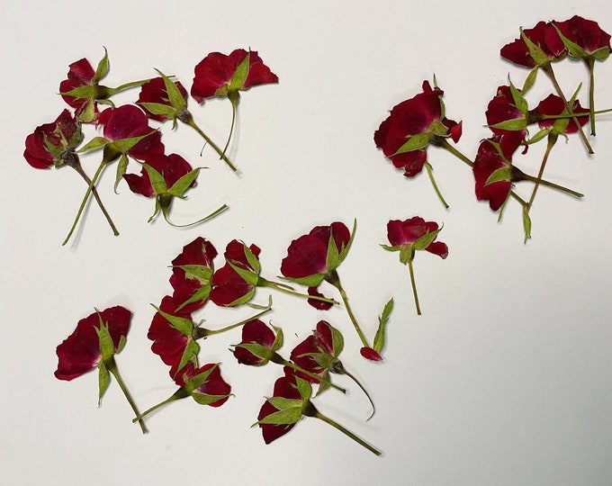 Pressed Flowers, Red Rose Petals 20pcs for Floral Art, Resin Craft ...