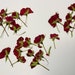 Pressed Flowers,red Rose Pressed Flowers 12 Pcs/pack, Dry Flowers,red ...