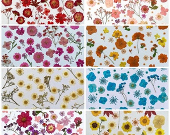 100 PCS Pressed Dried Flowers: Colorful Floral Embellishments