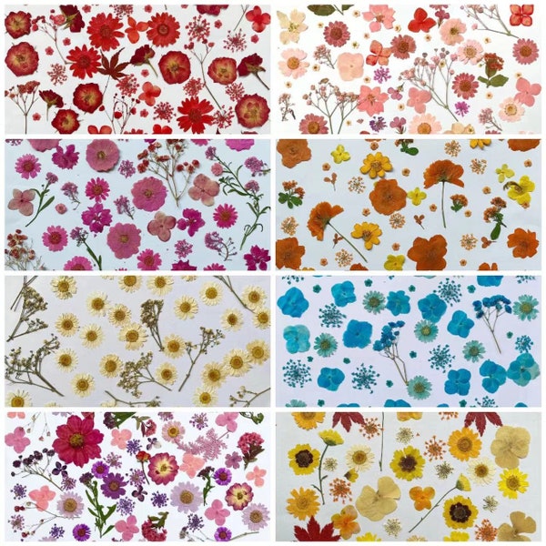 Pressed flowers,orange yellow pink blue purple red Pressed flowers,100 PCS Set mixed Dried flowers pack,Pressed Dried Flowers,mix dry flower