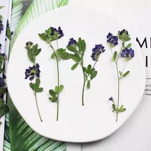 ヨーロッパ　アンティーク　押し花 国産 押し花 ロスフラワー セット | クロッチャショップ
