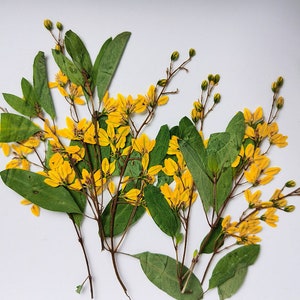 Yellow Pressed Flower Stems (9-12CM) - 6 PCS Dried Flowers