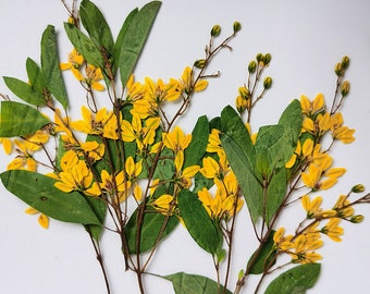 Yellow Pressed Flower Stems (9-12CM) - 6 PCS Dried Flowers
