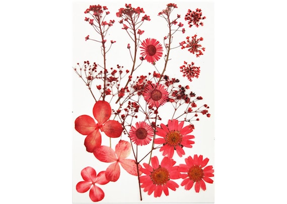 Gepresste Blumen, rote gepresste Blumen, 15 Stück Set Mischpackung, rote gepresste Trockenblumen, rote Trockenblumen