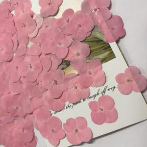 May include: A collection of dried pink hydrangea flowers. The flowers are arranged on a white card with the text "I want to laugh off my..."