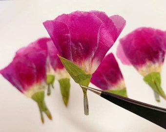Pressed flowers,6pcs/Pack,rose  godetia Pressed dry Flowers,Pressed Flat Dried Flowers Preserved Flat Wildflower