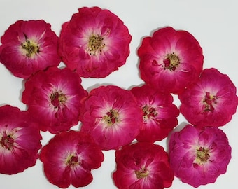 Pressed Red Rose Flowers: Real Dried Petals, 10PCS Light purple-red Rose Dried Flowers Craft Supply