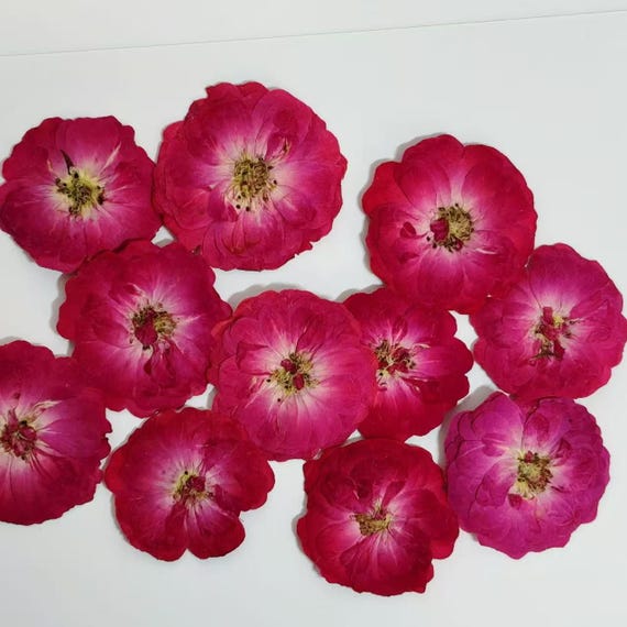 Gepresste rote Rosenblüten: Echte getrocknete Blütenblätter, 10 Stück hellviolett-rote Rosen Getrocknete Blumen Handwerk Versorgung