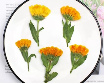 Orange Chrysanthemum Pressed Flowers - 12 Pcs for Resin Art