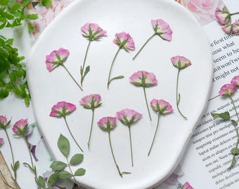 Pink rose Pressed Flowers,6 pcs/Pack,Pressed flowers,Pink Rose bud,Pressed Dry Flower,Pressed Flat Flowers,Dried Flower
