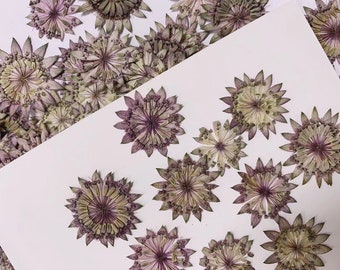 Pressed flowers,8 pcs/Pack, Pressed dried flower Real Pressed dry Flowers,Pressed Flat Dried Flowers Preserved Flat Wildflower