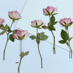 Op de afbeelding: Een verzameling van vijf geperste rozen met lichtroze en witte bloemblaadjes, elk voorzien van dunne groene stelen en kleine groene blaadjes. De bloemen zijn verspreid gerangschikt en tonen de delicate textuur van de gedroogde florale elementen.