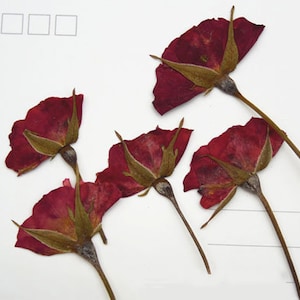 Flor prensada, 6 unidades/pacote, botão de flor de rosa Flores secas prensadas reais Botões de rosa Flores secas prensadas Hastes Flores silvestres preservadas Pétalas planas