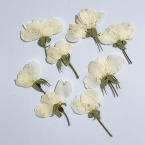 以下が含まれることがあります： クリーム色の花びらと小さな緑色の茎を持つ、押し花にされた7つの乾燥した花。花は散らばった状態で配置されており、繊細で薄く、わずかに半透明な花びらの質感が特徴的です。