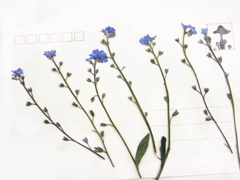 Pressed Flowers Me Nots Real Dried Pressed Me Etsy