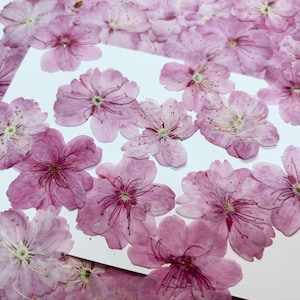 Pressed flowers,12 pcs/Pack, Light Pink sakura,Pressed dry Flowers,Pressed Flat Dried Flowers Preserved Flat Wildflower,Pink Dried Flowers