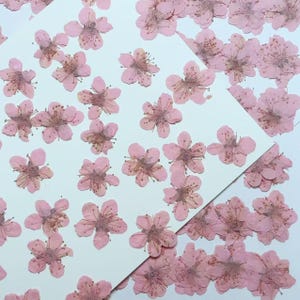 Pressed flowers,pink plum blossom 12 pcs/Pack, Real Pressed dry Flowers,Pressed Flat Dried Flowers Preserved Flat Wildflower