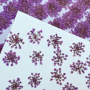 Purple Lace flower Pressed dry Flowers,12 pcs/Pack Pressed flowers,Pressed Flat Dried Flowers Preserved Flat Wildflower,Jewelry Flowers
