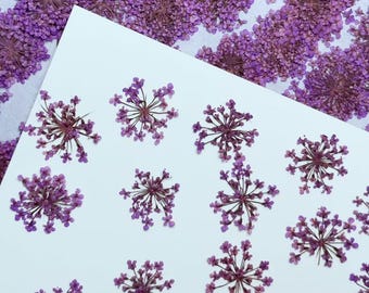 Purple Lace flower Pressed dry Flowers,12 pcs/Pack Pressed flowers,Pressed Flat Dried Flowers Preserved Flat Wildflower,Jewelry Flowers