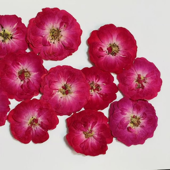 Gepresste rote Rosenblüten: Echte getrocknete Blütenblätter, 10 Stück hellviolett-rote Rosen Getrocknete Blumen Handwerk Versorgung