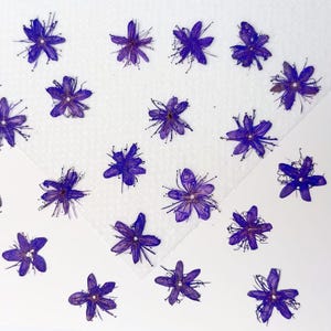 Pressed flowers,purple Pressed Flowers 12 pcs/Pack,Small purple Dry Flowers,purple Dried Flowers,Pressed Flat Flowers White sandalwood