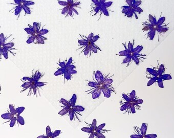 Purple Pressed Flowers: 12 pcs for Resin Art